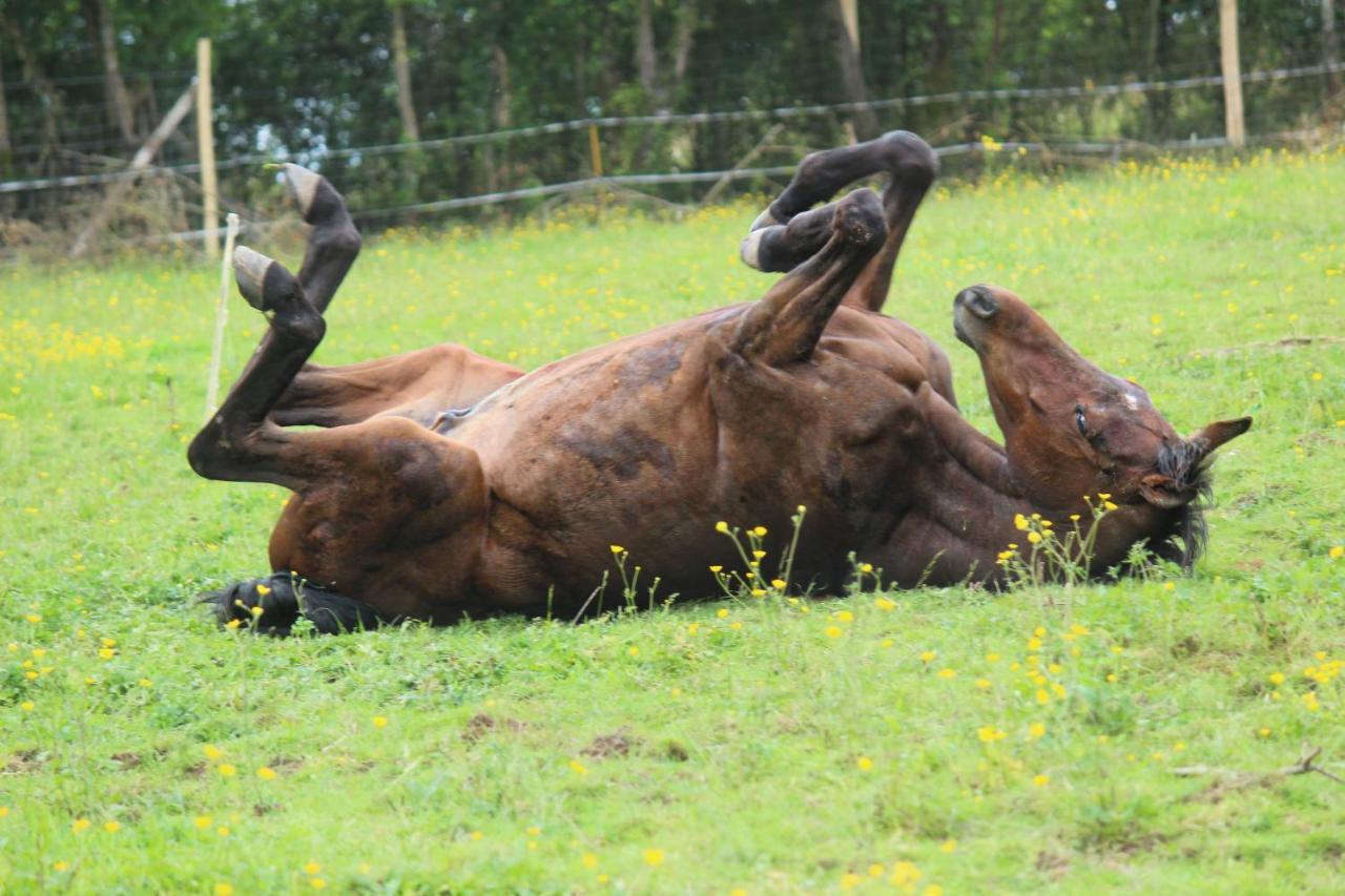 Domaine Des Fees Leilighet La Gaubretiere Eksteriør bilde